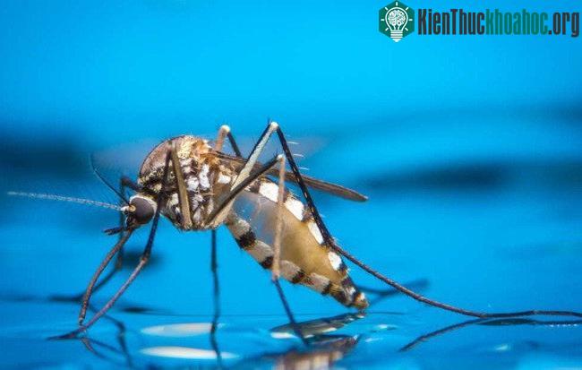 Nguồn gốc của cơn ngứa ấy cũng do bãi nước bọt của muỗi mà ra.