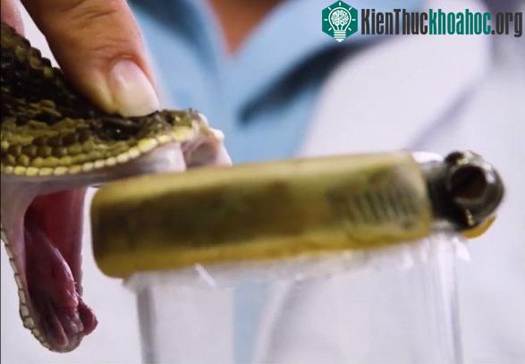 Các nhà nghiên cứu bành miệng của chúng và ấn hai răng nhanh vào trong ống nghiệm.