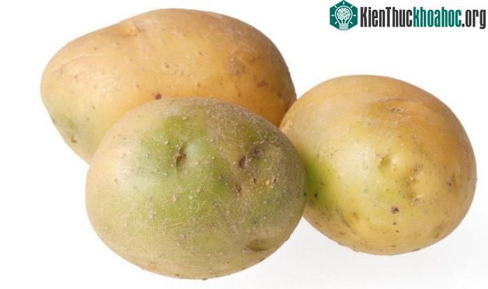 Sự sản sinh chất diệp lục gia tăng, dần dần khiến vỏ có màu xanh.