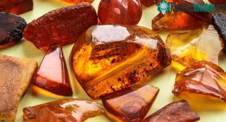 Bọ ve rơi vào đống tro gỗ sau này biến thành miếng hổ phách.
