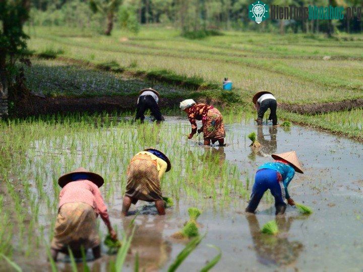 Nồng độ CO 2 tăng, ảnh hưởng tới lúa gạo và các chất dinh dưỡng trong gạo.