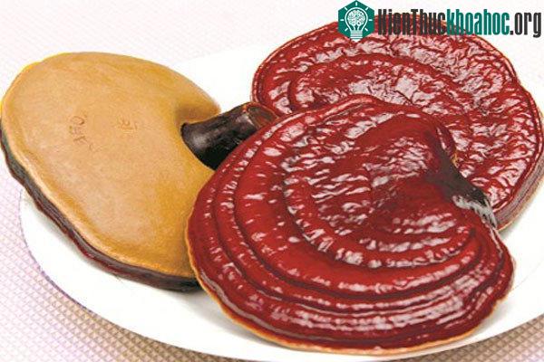 Cây nấm linh chi đỏ.