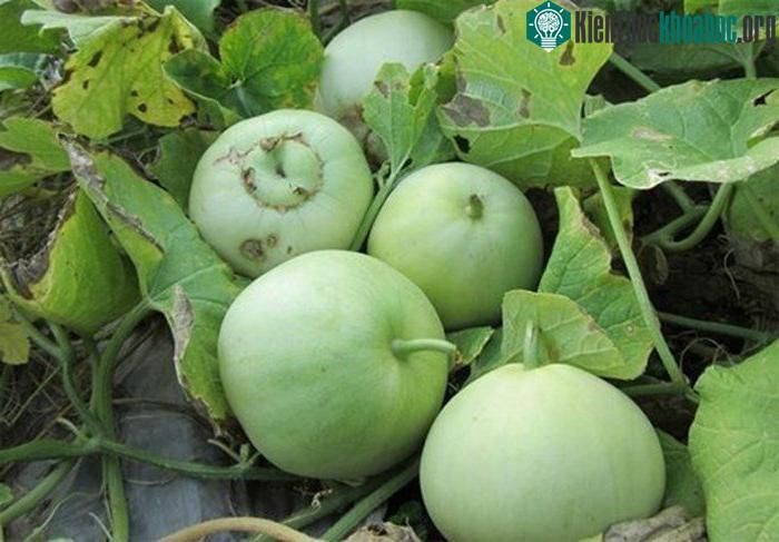 Việc ăn dưa bị ngộ độc không phải mọi trường hợp đều do thuốc trừ sâu gây ra.