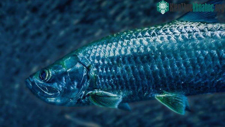 Cá tarpon được phân biệt bởi những vảy màu bạc bao phủ toàn bộ cơ thể cá ngoại trừ đầu.