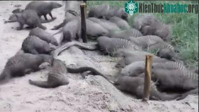 Cả đàn cầy mangut vẫn còn ngần ngại tấn công trăn khổng lồ.
