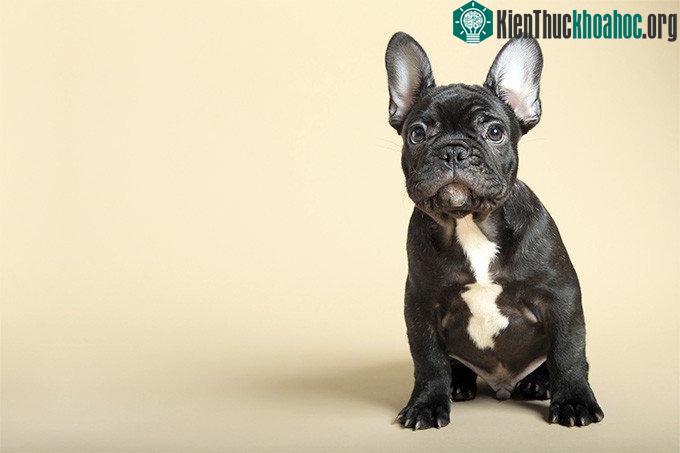 Một chú bull Pháp - giống chó đắt tiền và siêu dễ thương.