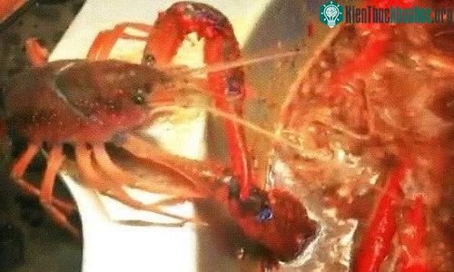 Con tôm hùm dùng càng phải cắt rời càng trái và trốn đi trước sự kinh ngạc của mọi người chứng kiến.
