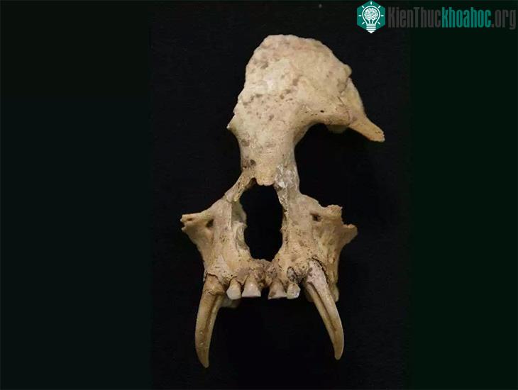 Hộp sọ của Junzi imperialis khác hẳn 20 loài vượn còn sống ngày nay. (Ảnh: ZSL).