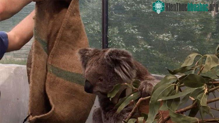 Koala là loài khá khảnh ăn.