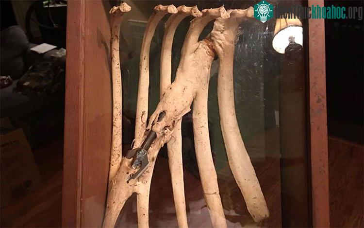Xương mọc xung quanh mũi tên sau khi con hươu bị bắn gãy xương sườn. (Ảnh: Jackie Stegall).