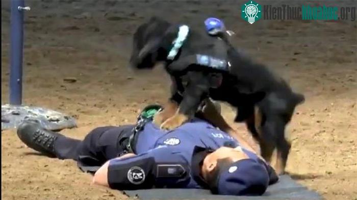 Chú chó Poncho thể hiện kỹ năng CPR.