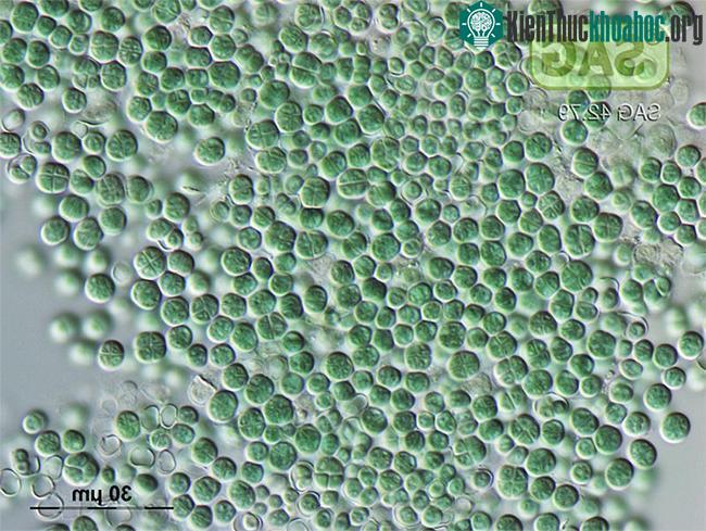 Vi khuẩn kỳ lạ Chroococcidiopsis thermalis. (Nguồn ảnh: phys).