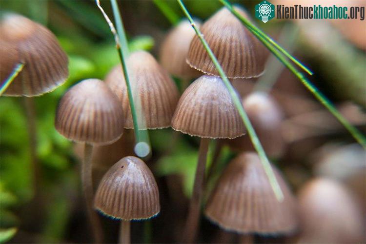 Nấm ma thuật có tới hàng trăm loại khác nhau.