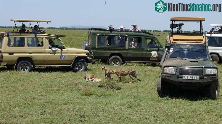 Xét trên một số góc độ, các chuyến du lịch như vậy đang gây ảnh hưởng xấu cho động vật hoang dã.