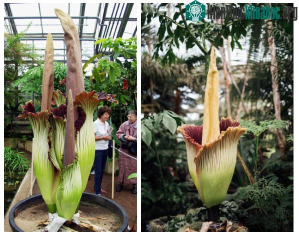 Hoa Amorphophallus titanum.