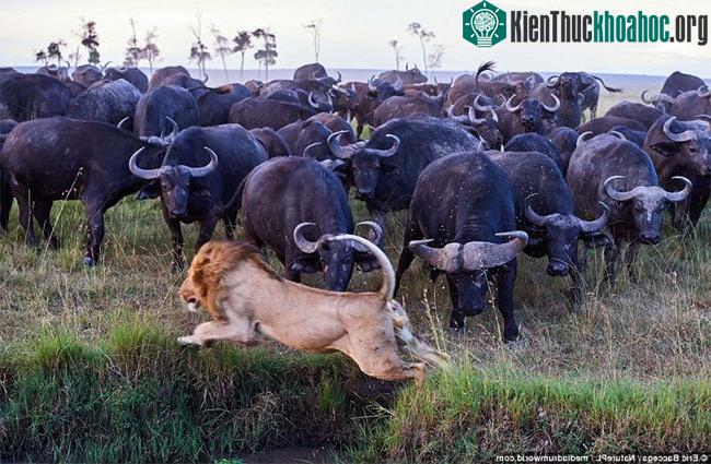 Đàn trâu rừng với số lượng áp đảo bao vây sư tử.