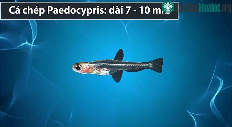 Cá chép Paedocypris.