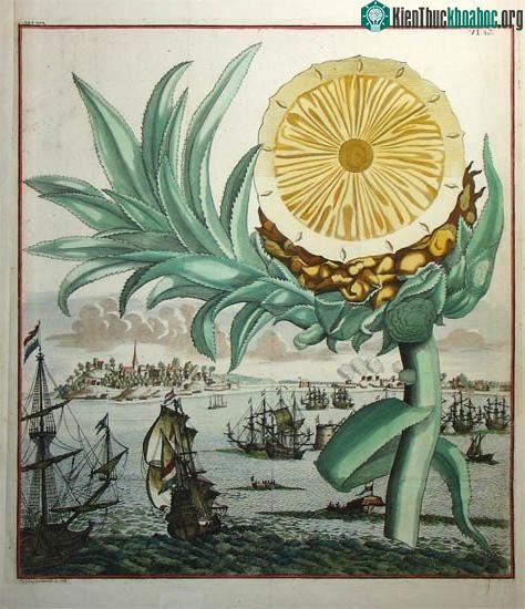 Hình minh họa của họa sĩ J.A Enter Sohn Und Errben, 1708.