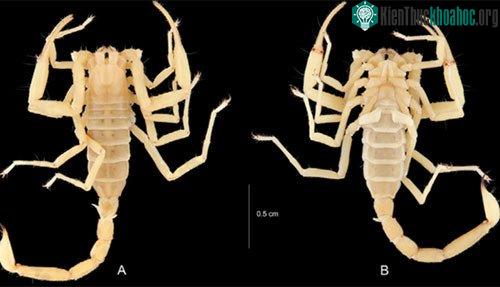 Bọ cạp Vietbocap quinquemilia sp.nov. cũng ở động Thiên Đường, Vườn quốc gia Phong Nha - Kẻ Bàng