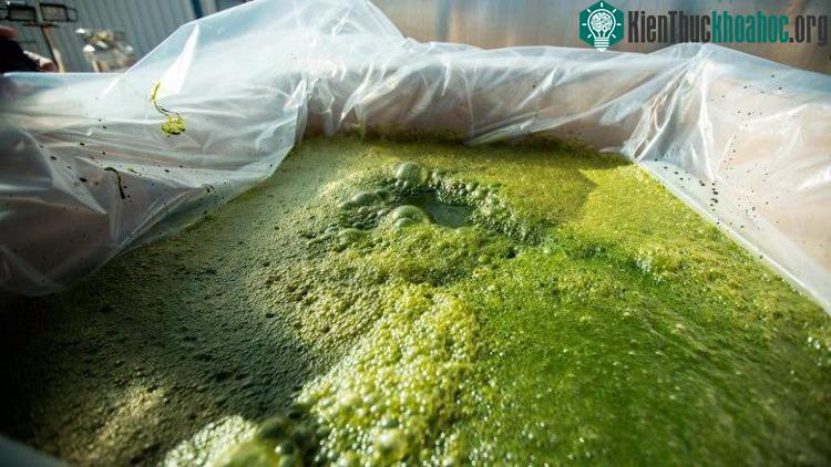 Tảo không yêu cầu nước ngọt để phát triển.