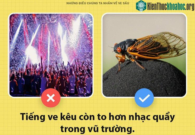 Tiếng ve còn to hơn nhạc vũ trường