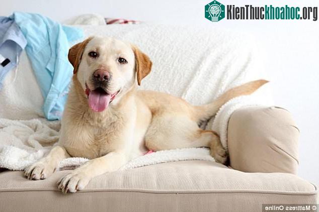 Đây là lúc loài người cần đưa ra giải pháp ngăn chặn dịch cúm lây lan ở chó.