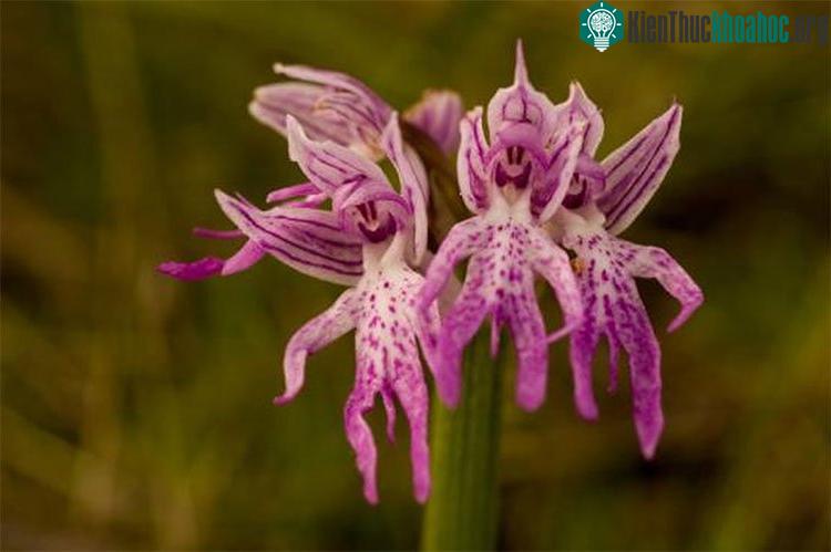 Orchis Italica có nguồn gốc từ Địa Trung Hải.