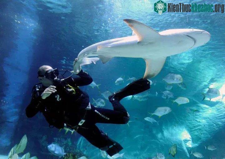 Cá mập không quan tâm đến việc gặp gỡ hoặc ăn chúng ta khi chúng ta ở trong lãnh thổ của chúng.