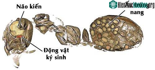 Kiến nhiễm sán lá gan lancet sẽ tự sát. (Ảnh: Natural History Museum).