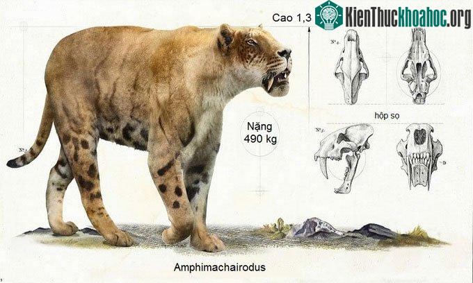 Amphimachairodus,