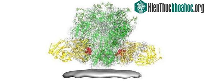 Kháng thể (màu vàng) bám vào màng virus (xám). Các gai virus có màu xanh, và phần màu đỏ là kháng nguyên.