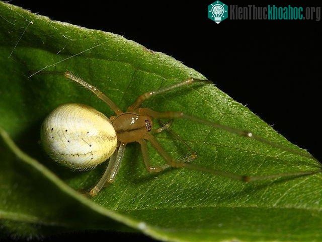 Nhện thuộc họ Theridiidae.