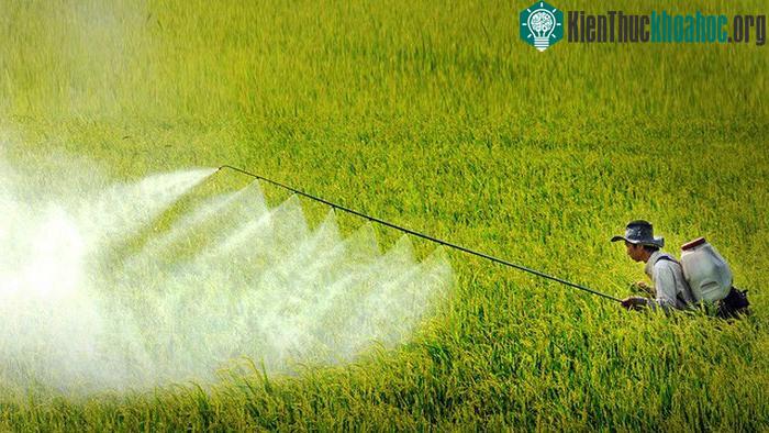 Phun thuốc trừ sâu trên ruộng lúa hè thu