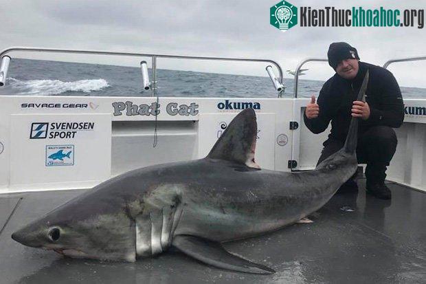 Con cá mập dài 2,4m và nặng tới 150kg.