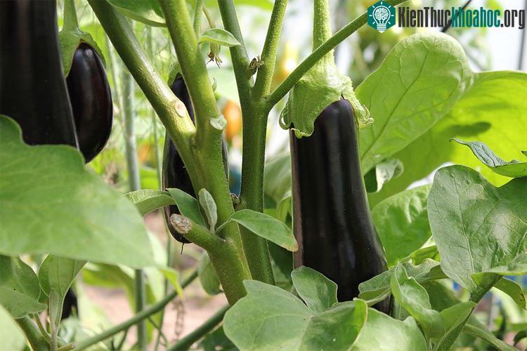 Cà tím chứa rất ít calo, không chứa chất béo, và lượng chất xơ cao giúp tạo ra cảm giác no.