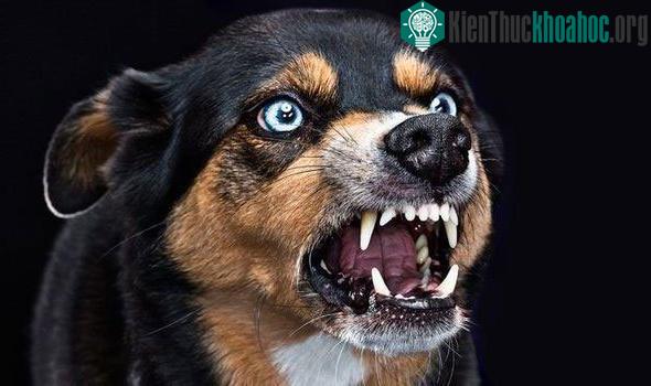 Chó dại là một trong những căn bệnh có tỉ lệ gây chết người cao nhất.