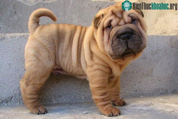 Mối quan hệ giữa chứng béo phì ở người và động vật luôn có sự khác biệt, thậm chí gây tranh cãi.