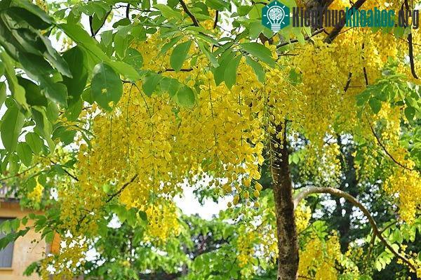Muồng hoàng yến được trồng nhiều ở các đô thị như Đà Lạt, Nha Trang, Đà Nẵng, Sài Gòn