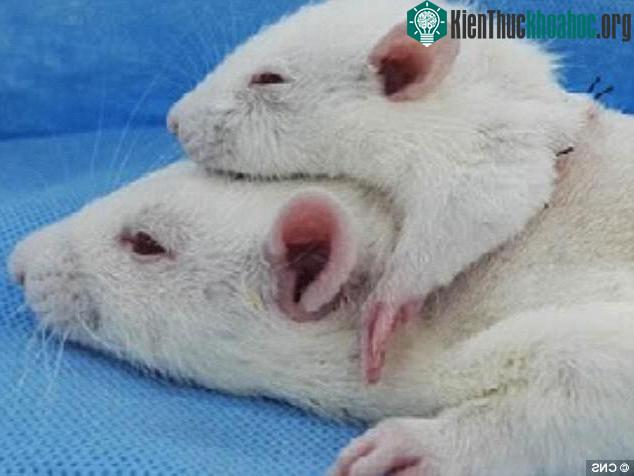 Ca ghép đầu chuột từng gây chấn động thế giới.