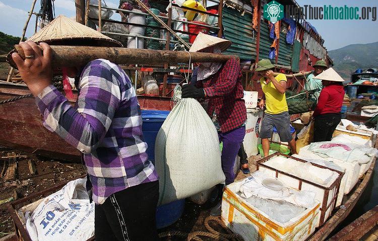 Các loại cá nhỏ thường về vào buổi đêm và sáng sớm, việc mua bán cá lớn diễn ra buổi chiều