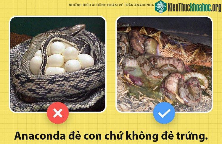 Khác với nhiều đồng loại, Anaconda tôi sinh con chứ không hề đẻ trứng.