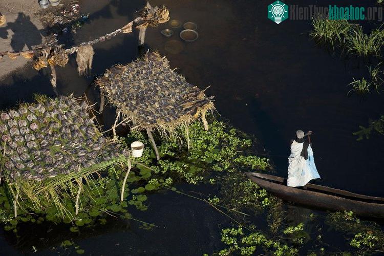 Sống trong đầm lầy, người ta dùng thảm thực vật kết tủa cùng bùn đất để làm chỗ ở.