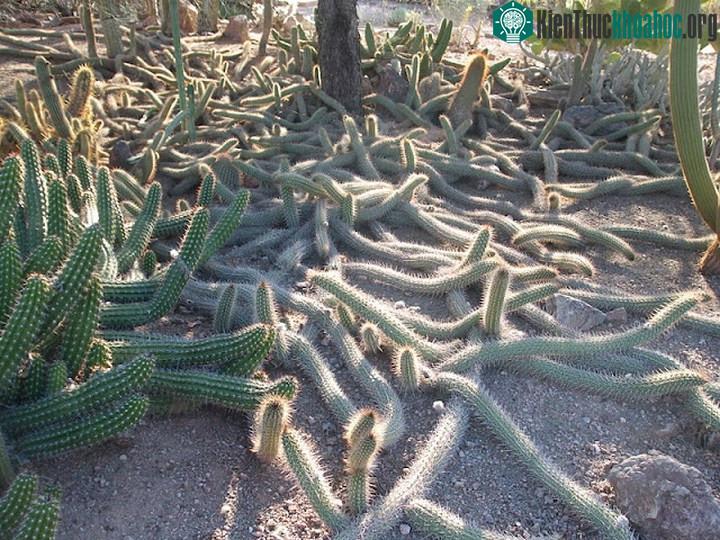 Đây là loại xương rồng duy nhất trên thế giới có khả năng di chuyển.
