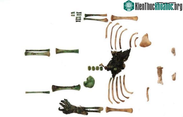 Phần còn lại của xác ướp hiện đang được trưng bày tại bảo tàng Mora Ferenc, Hungary.