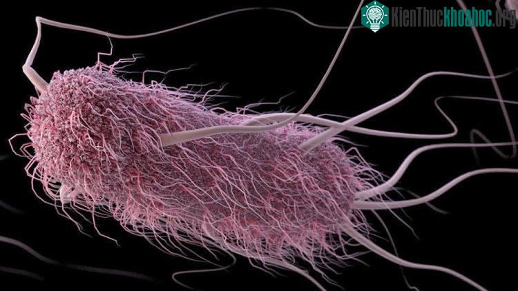Nhóm máu A rõ ràng dễ kết nối với E. coli hơn, dễ gây tiêu chảy hơn các nhóm khác.