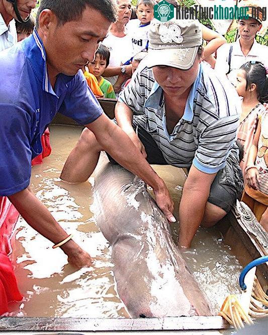 Con đuối “khủng” bắt được trên sông Vàm Nao.