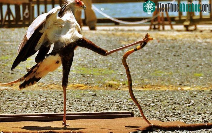 Cú mổ tấn công bằng chân trông giống như những thế võ Taekwondo.