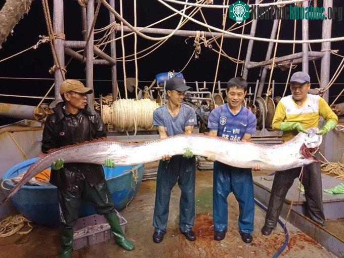 4 người đàn ông mới đỡ hết được phần thân của chú cá.