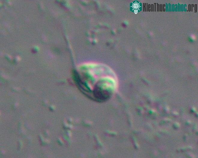 Ancoracysta twista là một sinh vật nhân thực đơn bảo. Nó sử dụng phần râu của mình như một chân vịt để tạo ra lực đẩy giúp bản thân di chuyển và tìm kiếm thức ăn (vi sinh vật). Ancoracysta twista đ...