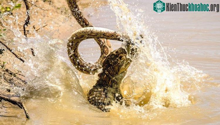 Rắn hổ bướm tử chiến với cá sấu dưới hồ ảnh 1